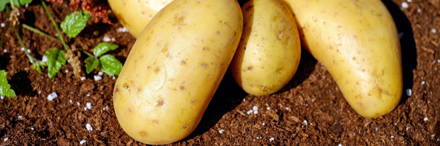 Промышленное выращивание картофеля бизнес план thumbnail