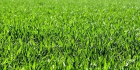 Производство витаминной гранулированной муки из травы