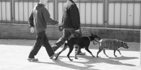 Сеть владельцев и выгульщиков собак