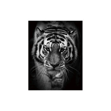 Картина Signal TIGER 80X120