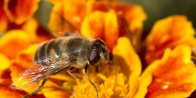 Мобильное «спасение» для пчеловодов их питомцев