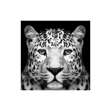 Картина Signal PANTHER 80x80