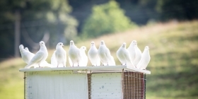 Разведение голубей для свадеб