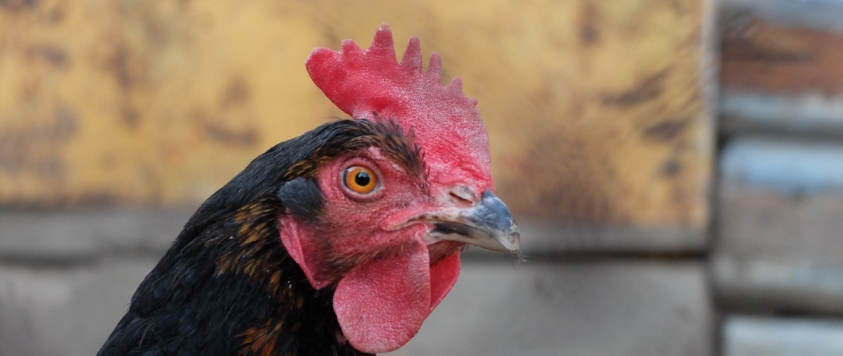 Бизнес план птицефабрики по производству яиц и мяса птицы thumbnail