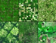 Спутниковые снимки полей по индексу биомассы  NDVI