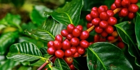 Выращивание кофейных деревьев в домашних условиях