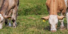 Разведение карликовых коров