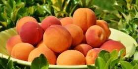 Выращивание абрикосов