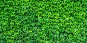 «Умная» стена для растений