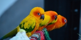 Разведение попугаев