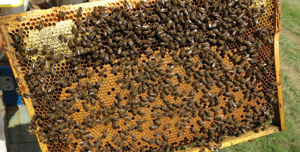 Инструкции по содержанию пчелиных семей