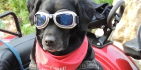 Солнцезащитные очки для собак