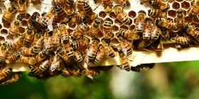 Бизнес на пчелах