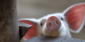 Накидка на свиней, которая спасает поросят от придавливания