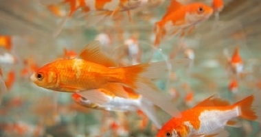 Франшиза «Море желаний». Как заработать на золотой рыбке?